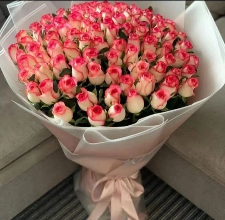 Sweet jumilia