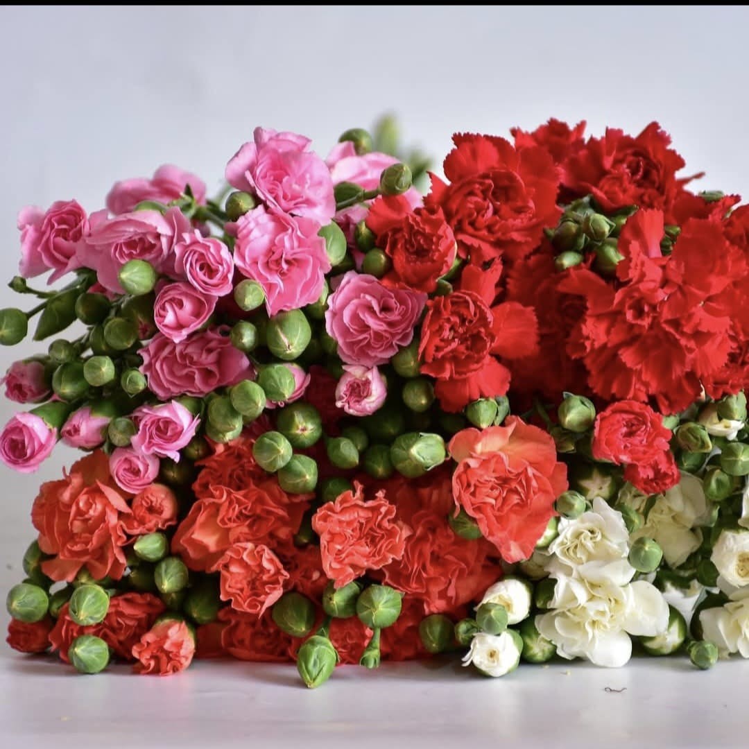Fresh blossom carnations